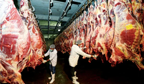 Beef Export Company in India